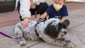 Furry Friends with patient, Declan and Mom, Sara. Child wearing a mask gently petting a fluffy therapy dog lying on the ground.